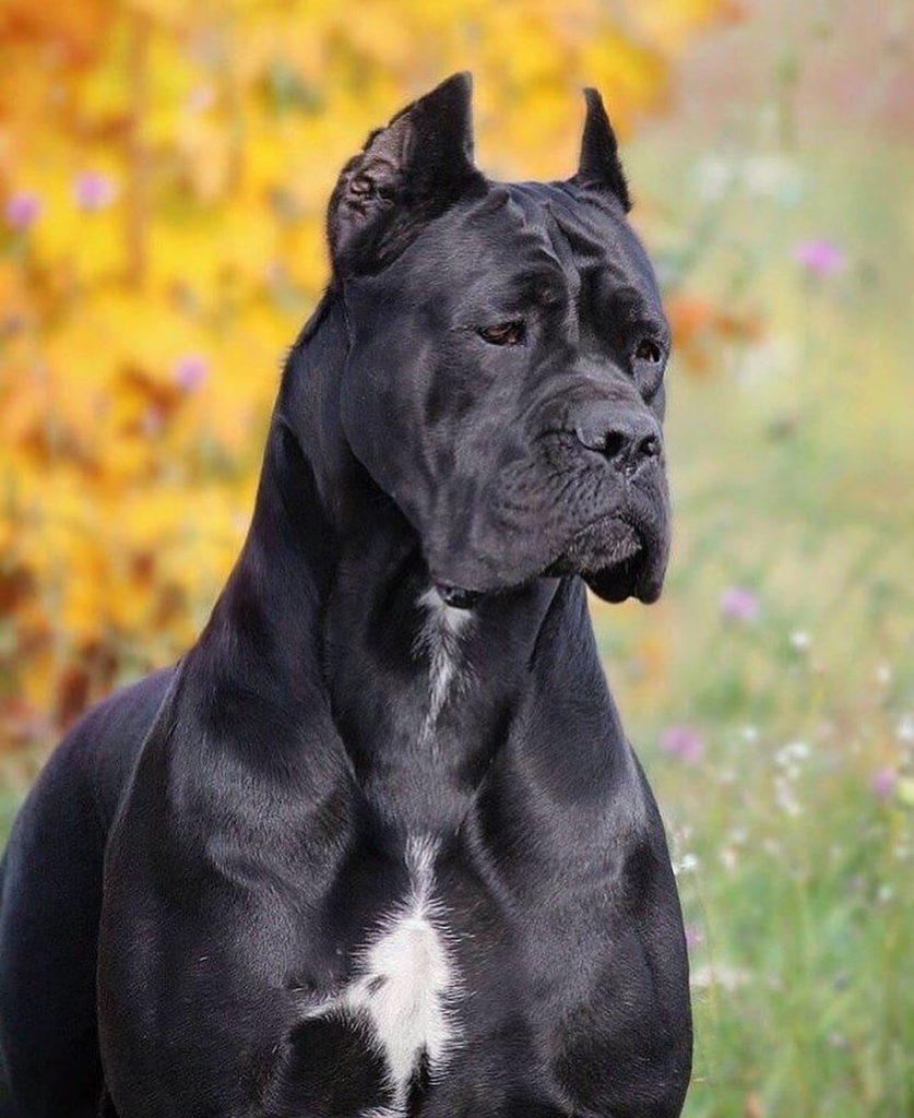 How Long Does A Cane Corso's Period Last? Answering Your Difficult