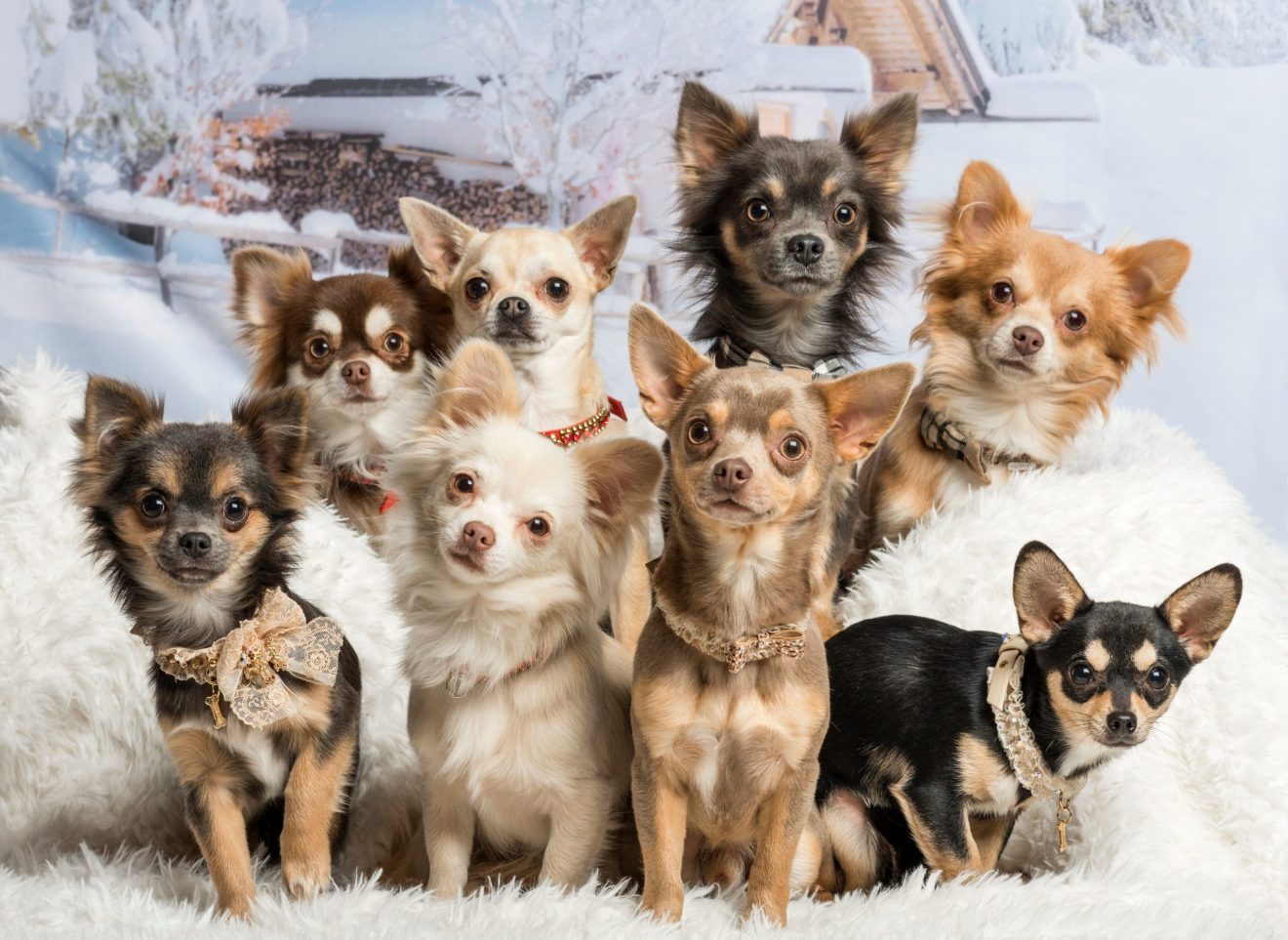 The Mosaic Of Miniature Marvels Chihuahua Colors Explored