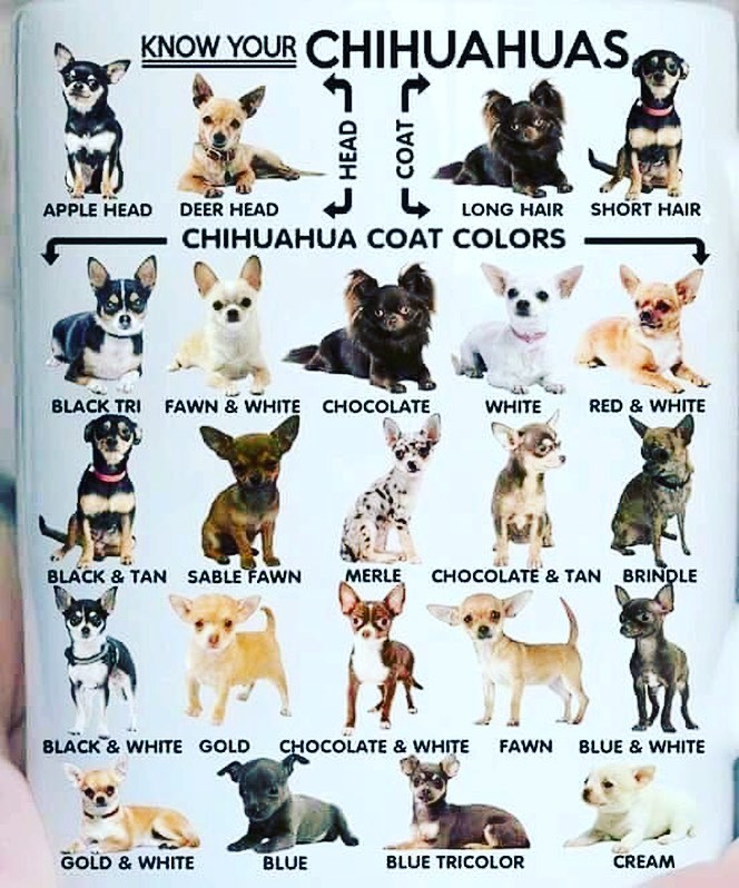 chihuahua colors2