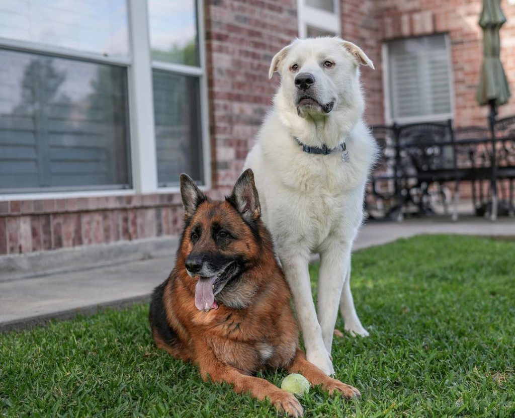 Can a Great Pyrenees Kill a German Shepherd? We Have The Answer! 1 great pyraneese gsd e1702852993195