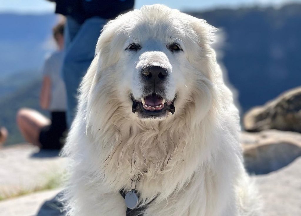 Do Shock Collars Work On Great Pyrenees? Are There Alternative Training Methods? 14 great pyraneese shock collar e1703499290526