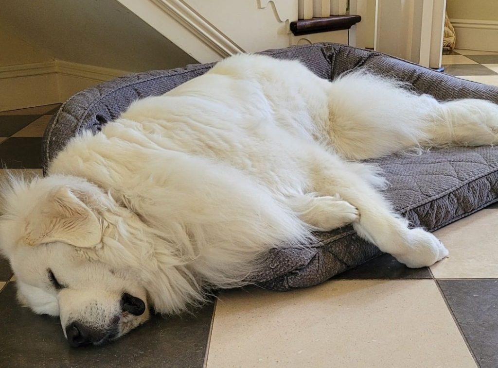 How To Get a Great Pyrenees To Sleep At Night? Understanding Your Guard Dog’s Temperament 31 great pyraneese sleep2 e1702855711459