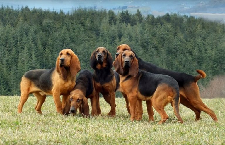 Bloodhound colors