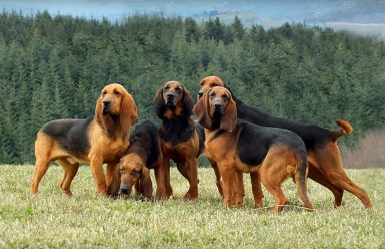 From Tawny To Tri Color Decoding The Spectrum Of Bloodhound Coats