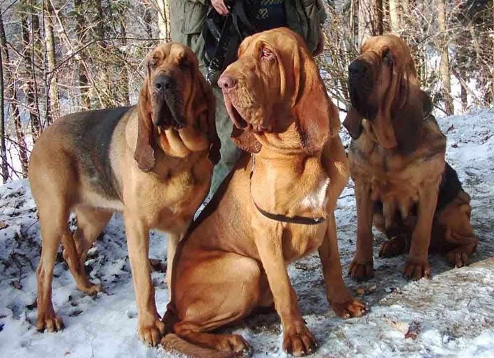 From Tawny To Tri Color Decoding The Spectrum Of Bloodhound Coats
