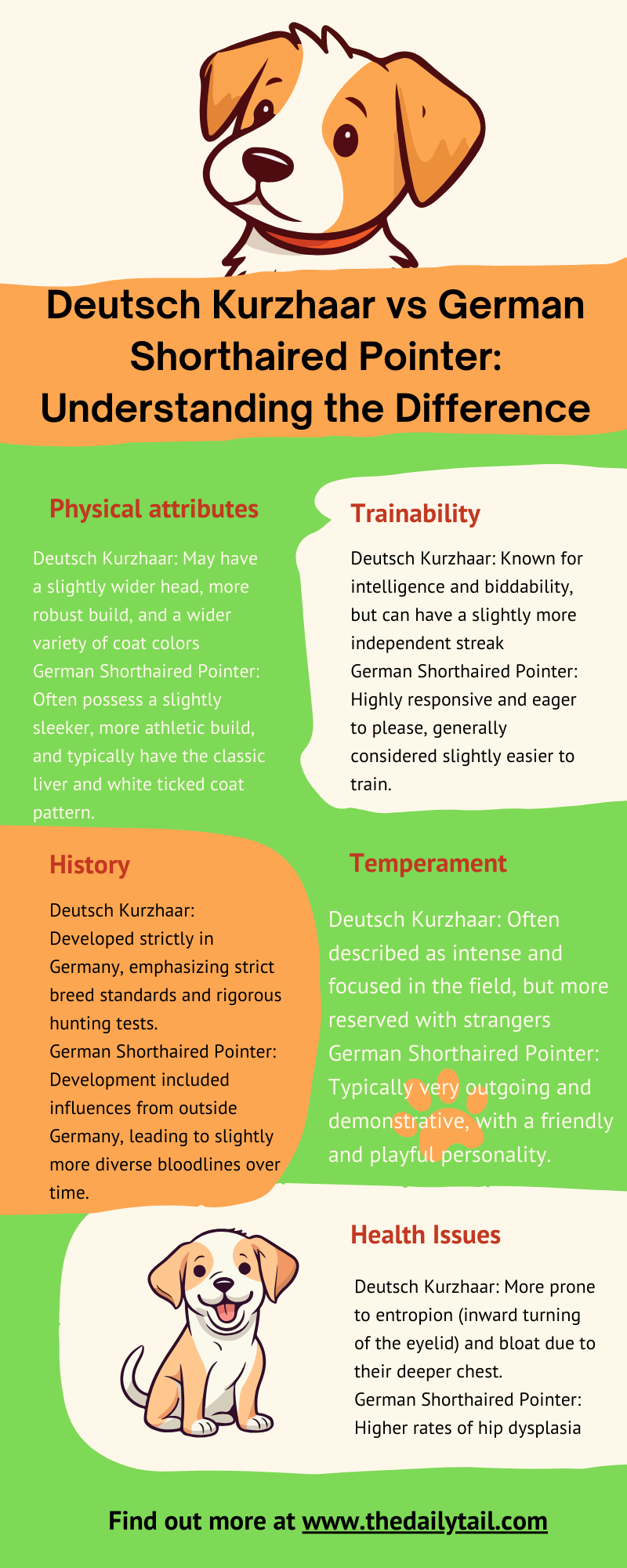 Deutsch Kurzhaar vs German Shorthaired Pointer infographic