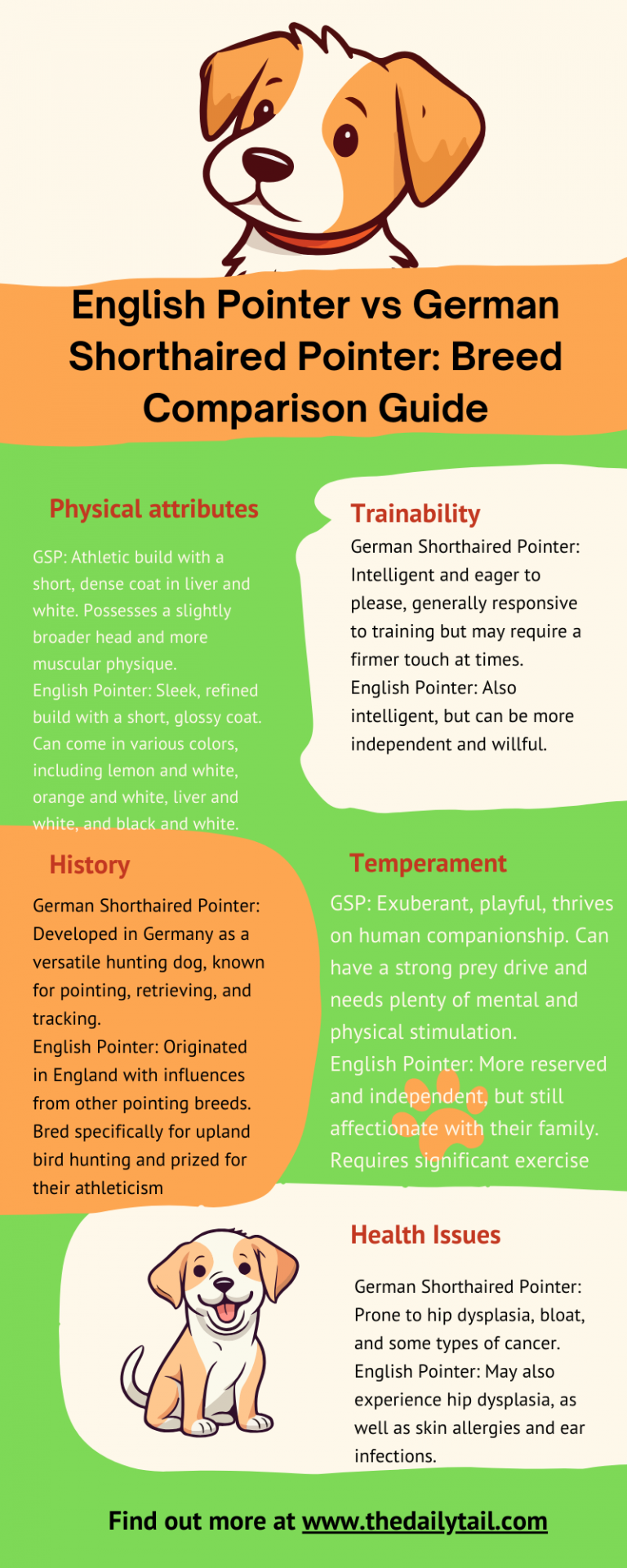 English Pointer Vs German Shorthaired Pointer Breed Comparison Guide