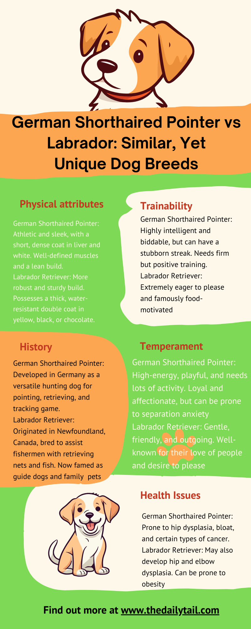 German Shorthaired Pointer vs Labrador infographic