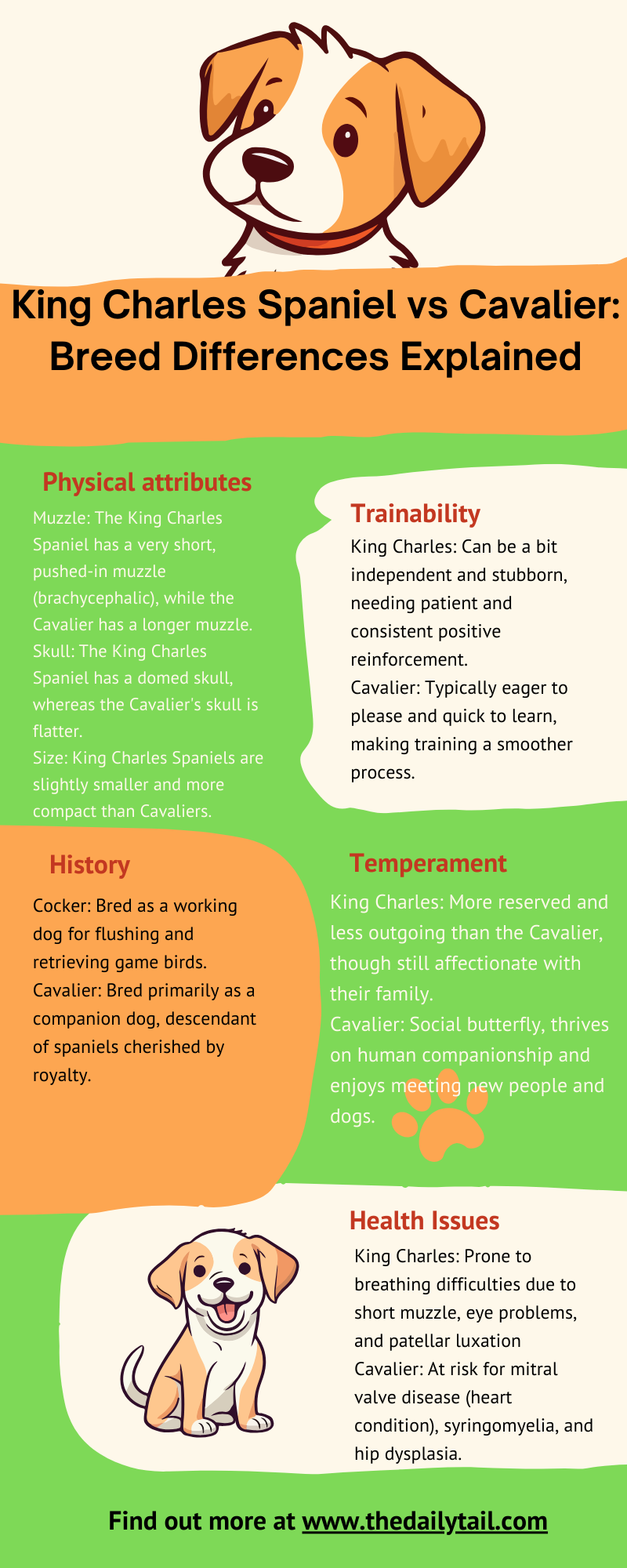 King Charles Spaniel vs Cavalier infographic