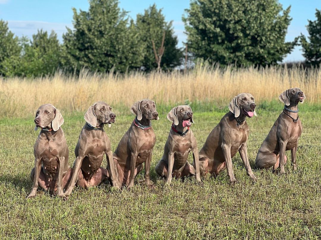 Weimaraner colors