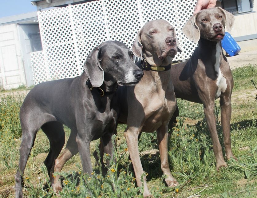 Weimaraner colors