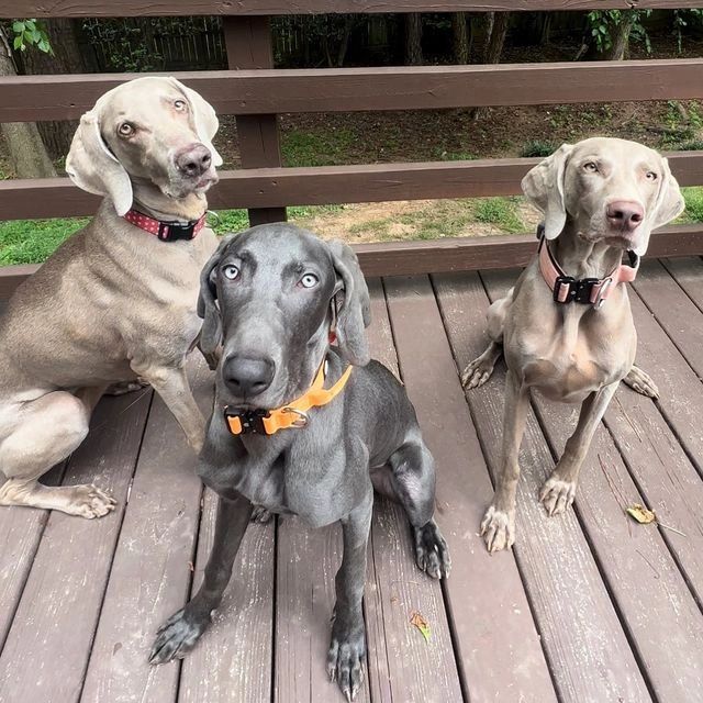 Weimaraner colors