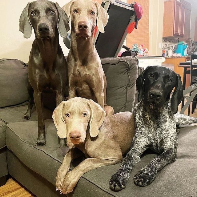 Weimaraner colors