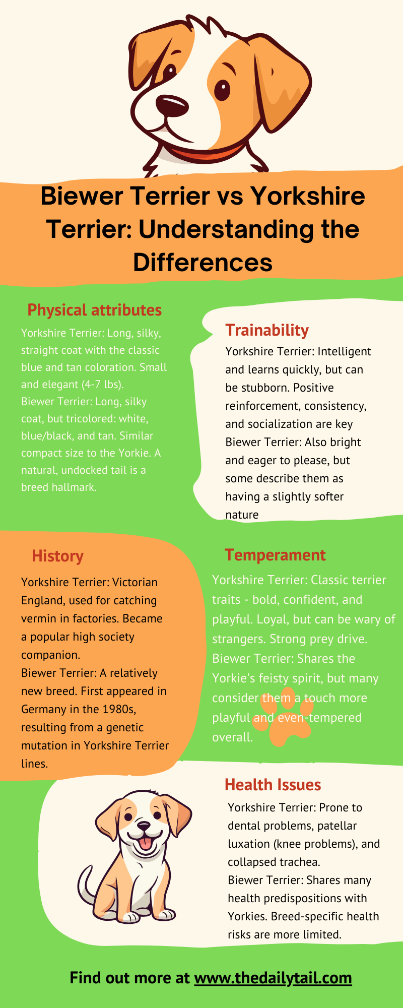 Yorkshire terrier vs Biewer Terrier infographic