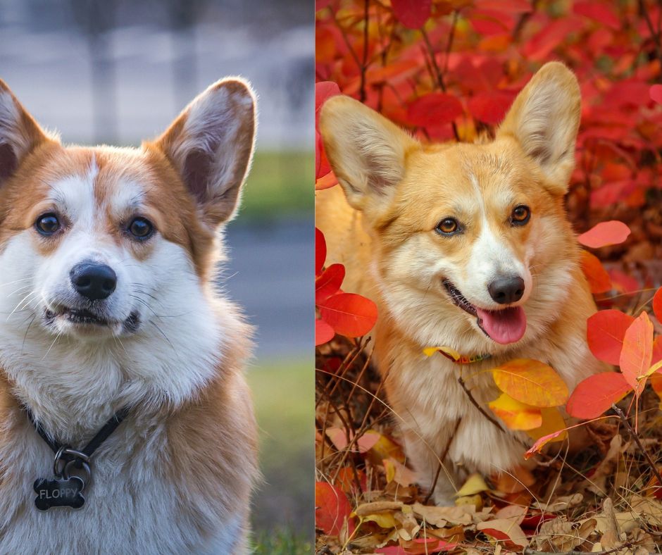 american corgi vs pembroke welsh corgi