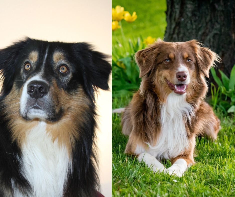 american shepherd vs austalian shepherd