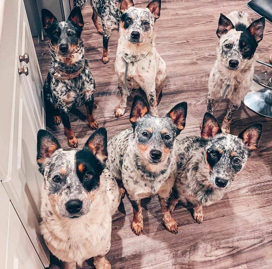 Beyond The Blues And Reds The Fascinating World Of Rare Coat Colors In