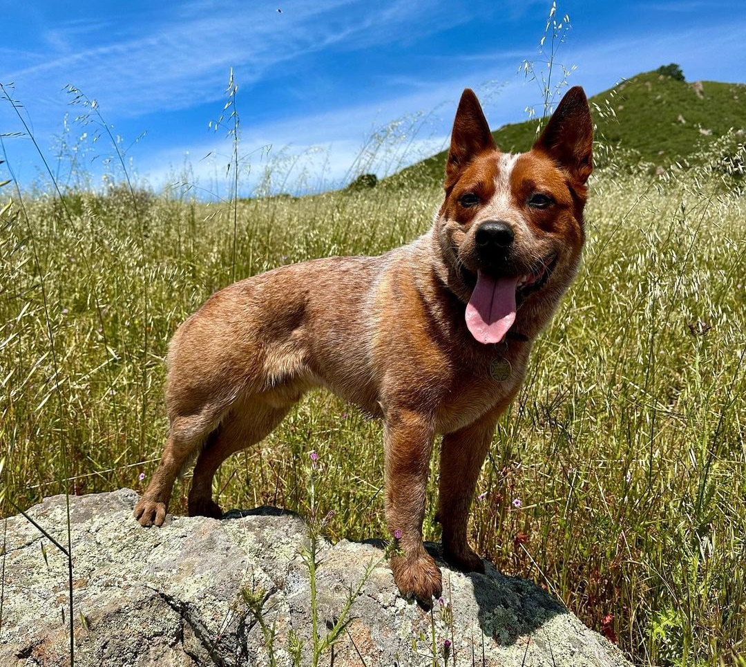 australian cattle dog rare1