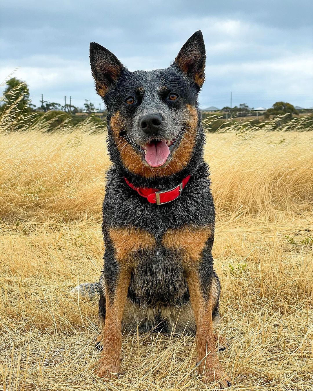 australian cattle dog rare