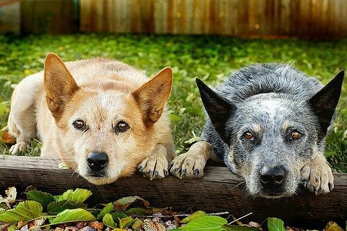 australian cattle dog rare3