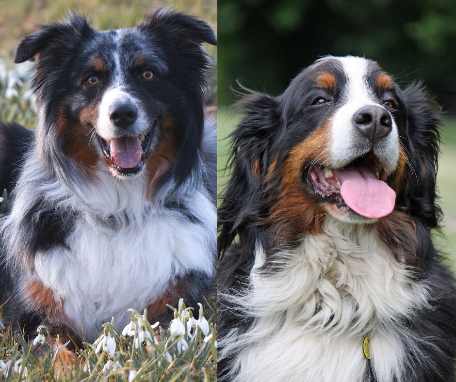 australian shepherd bernese mountain dog