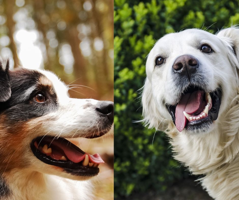 australian shepherd golden retriever