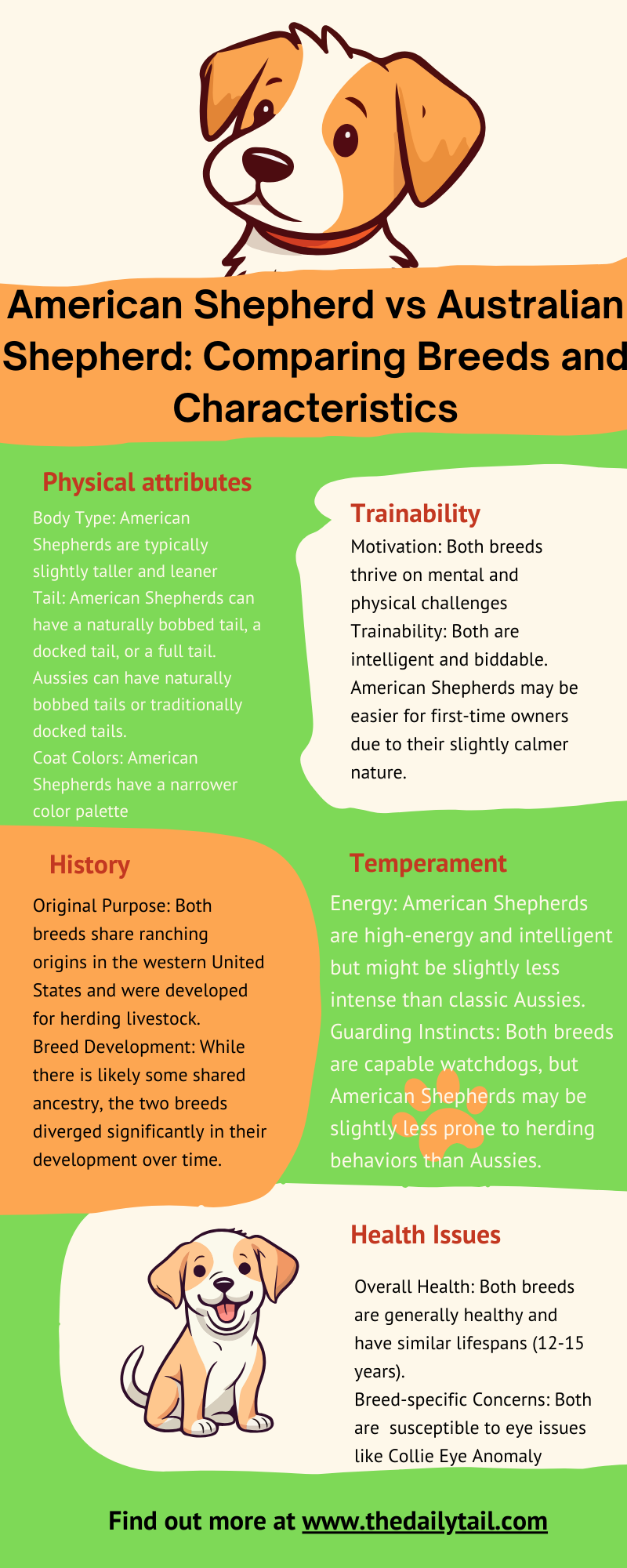 australian shepherd vs american shepherd infographic