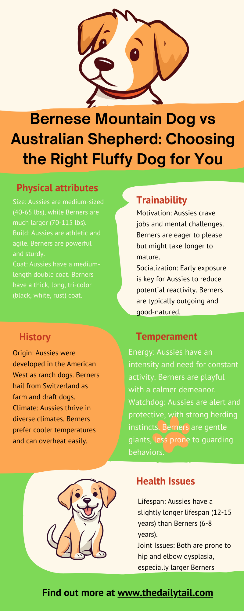 australian shepherd vs bernese mountain dog infographic