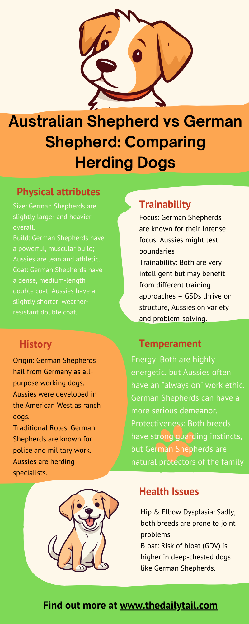 australian shepherd vs german shepherd infographic