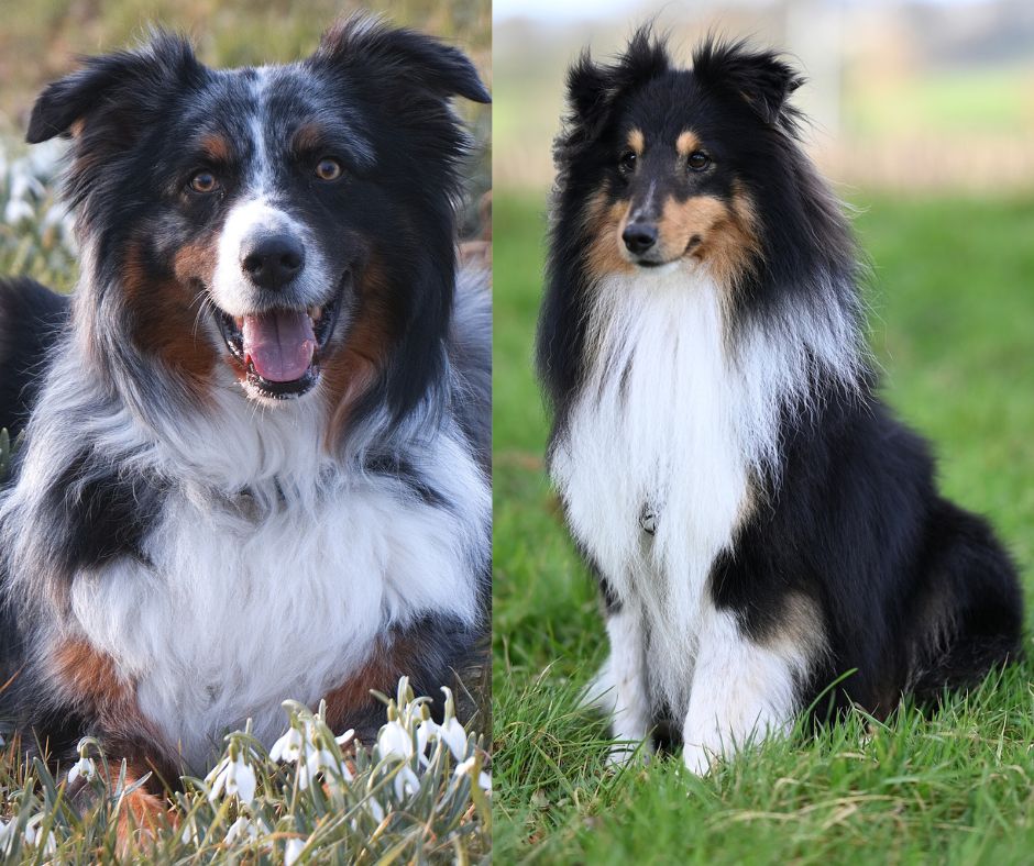 australians shepherd vs shetland sheepdog