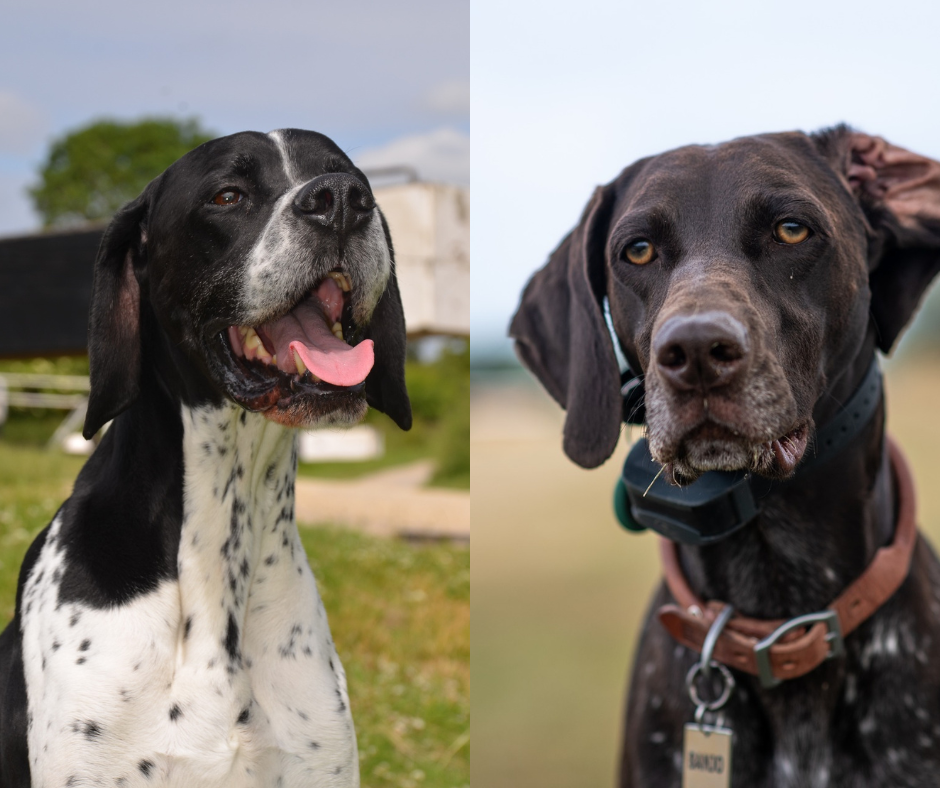 english pointer vs german pointer