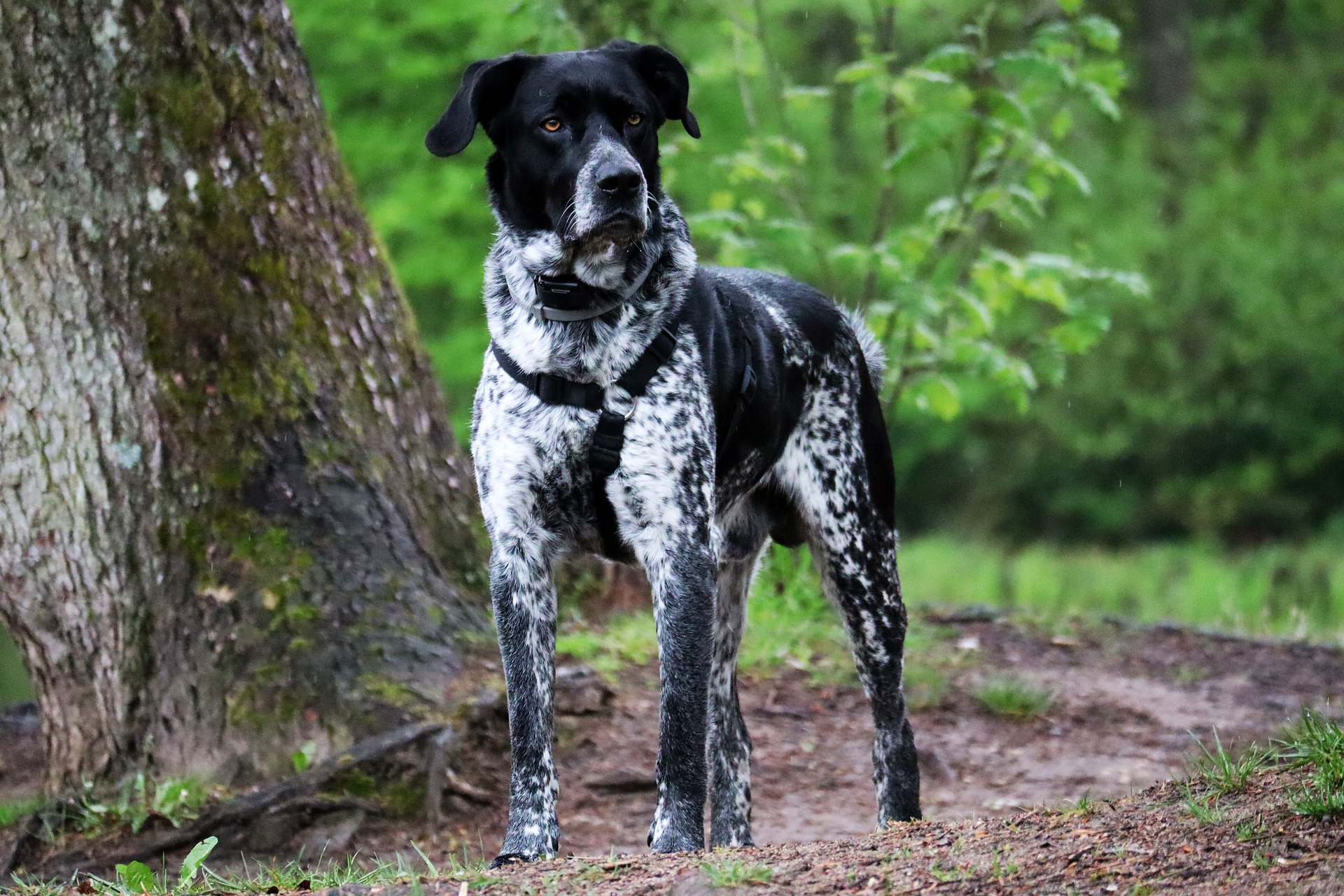 german shorthaired pointer 6281791 1920