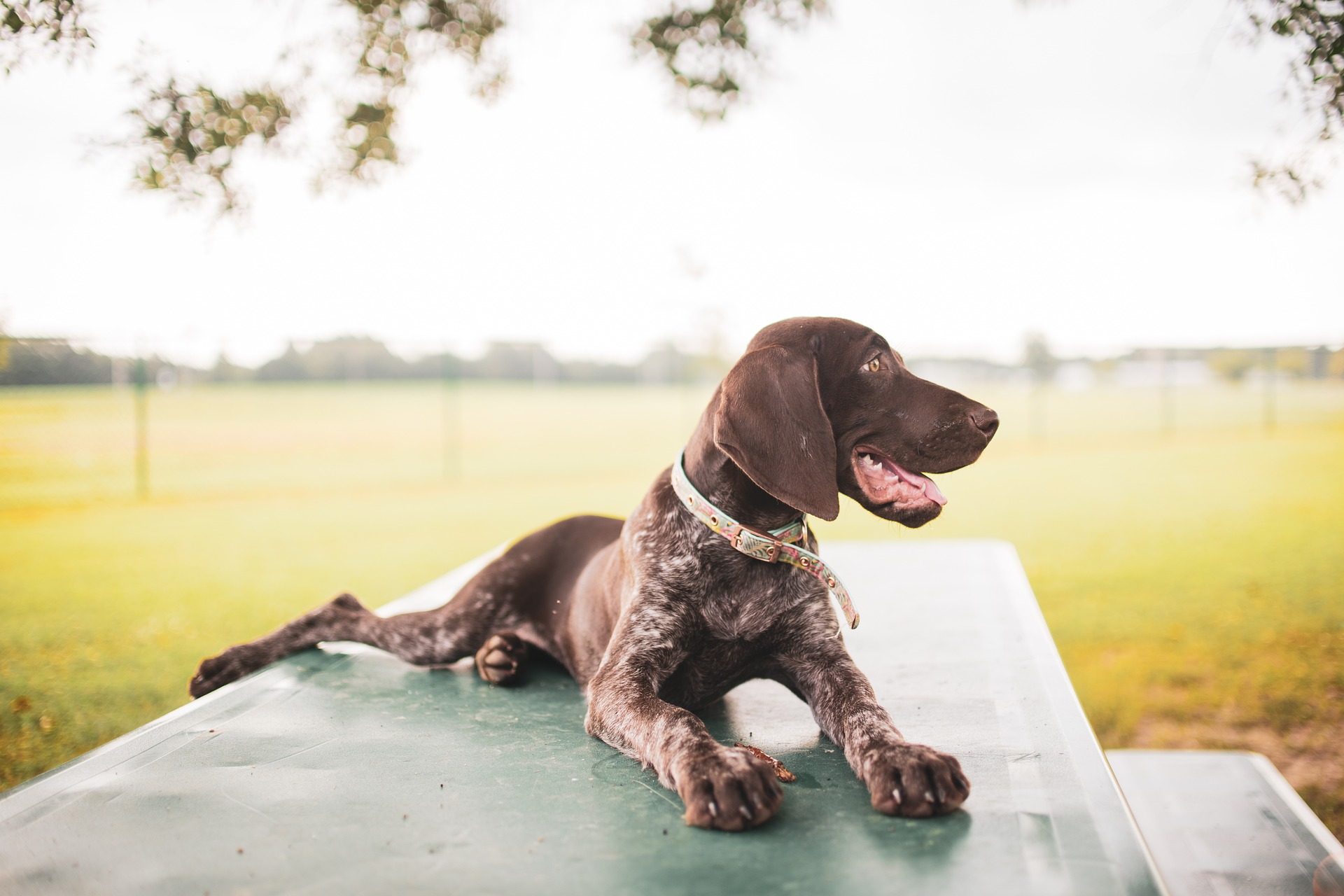 german shorthaired pointer 8152445 1920 1