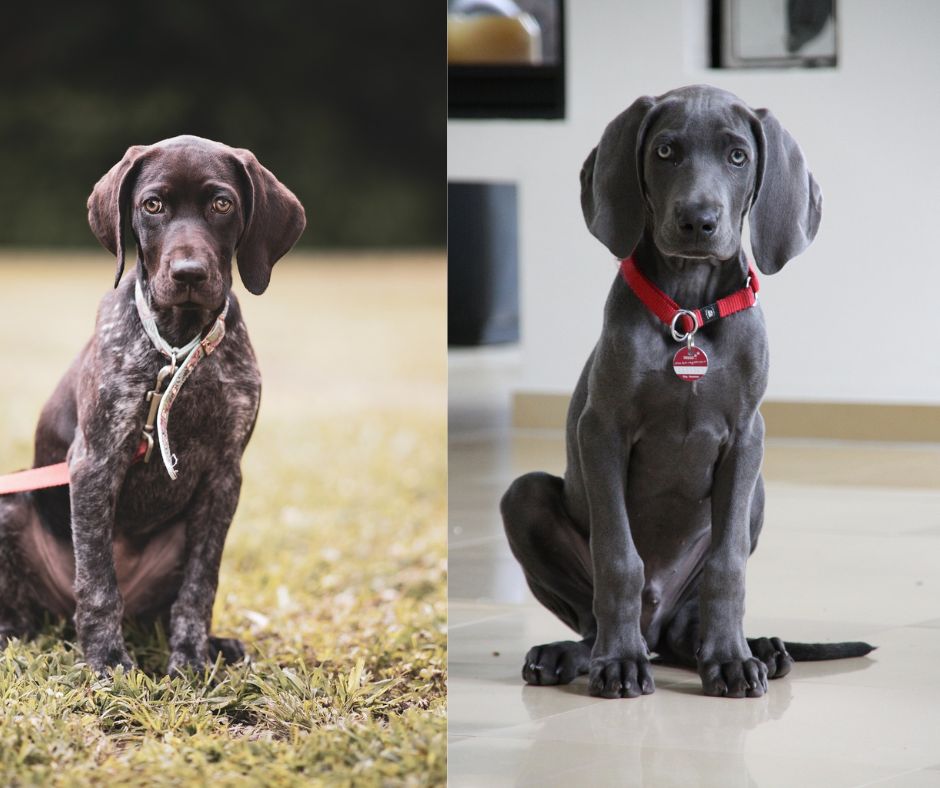 german shorthaired pointer vs weimaraner