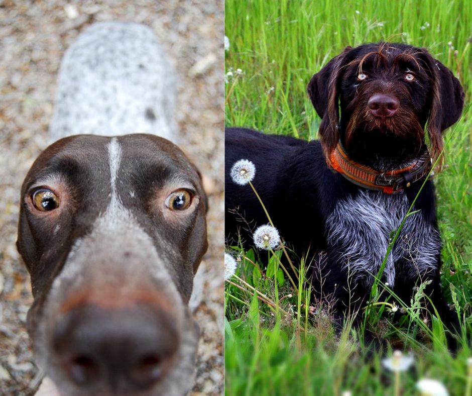 german shorthaired vs wirehaired pointer