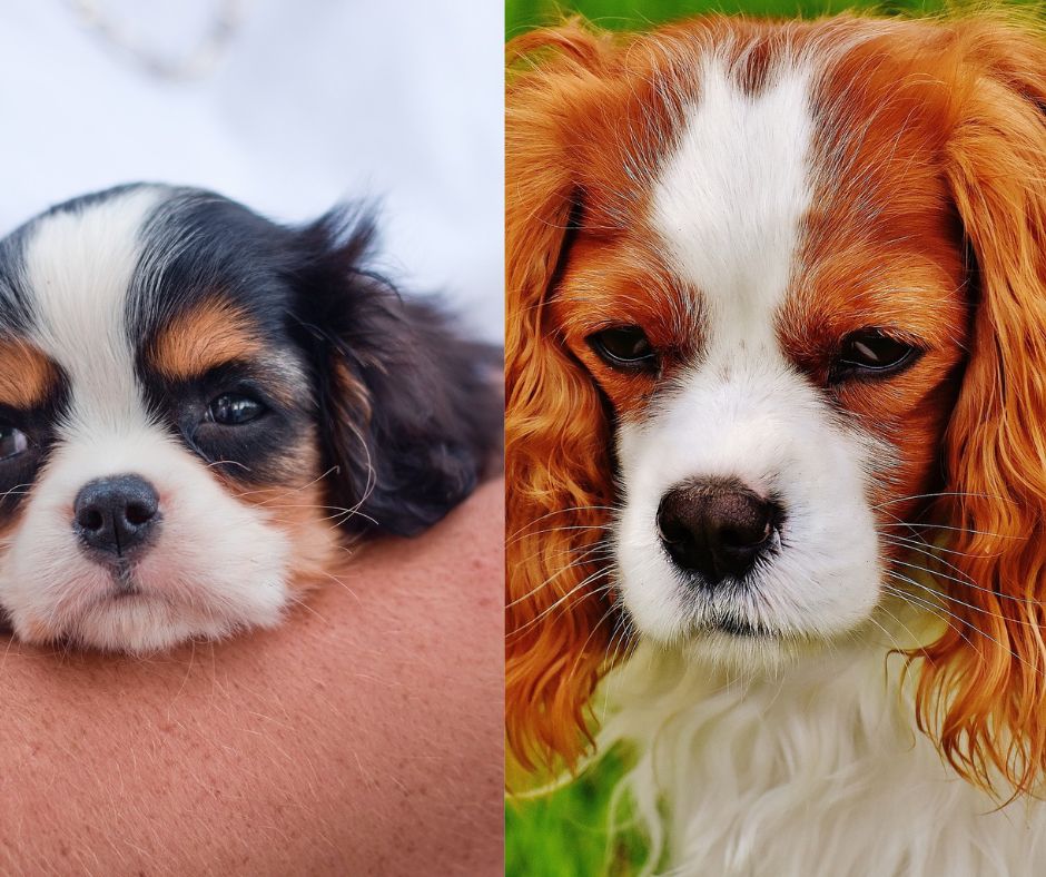 king charles spaniel vs cavalier