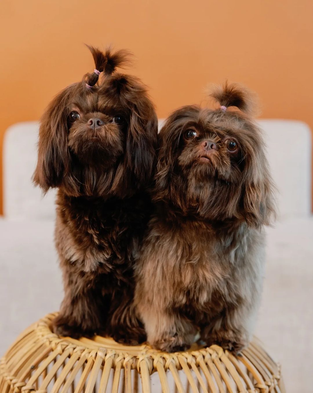 liver colored shih tzu