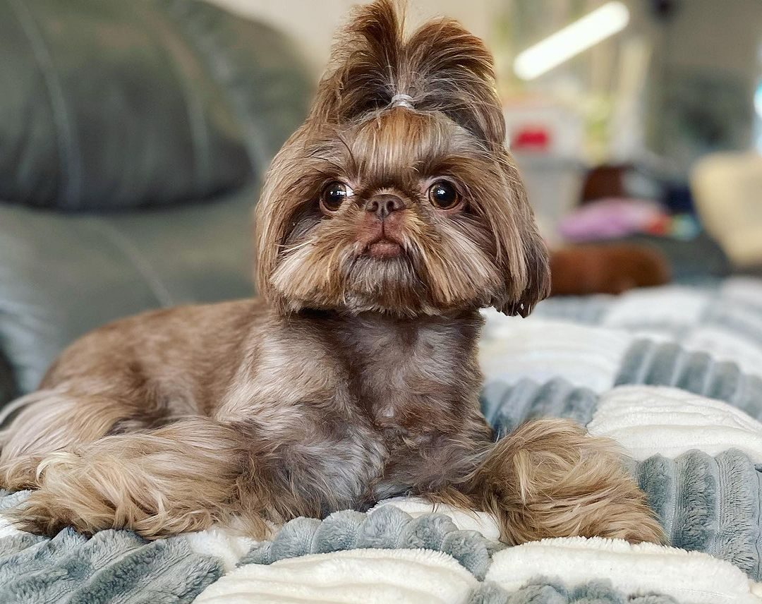 Liver Colored Shih Tzu How To Easily Recognize It liver-colored-shih-tzu-how-to-easily-recognize-it