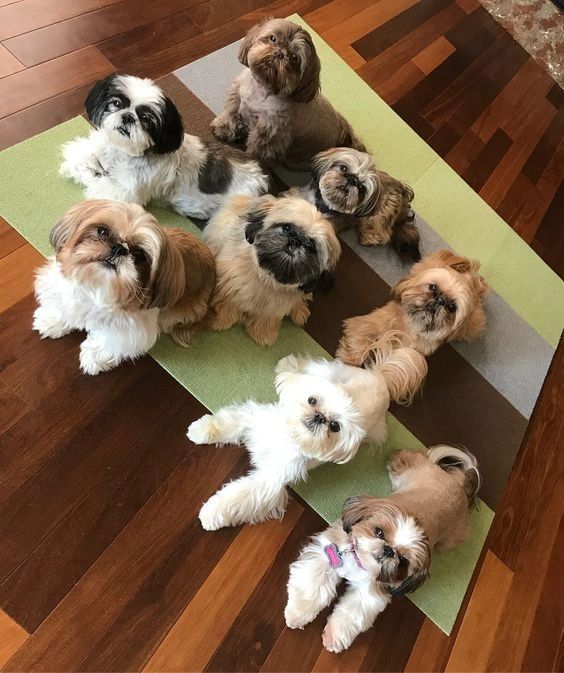 liver colored shih tzu2