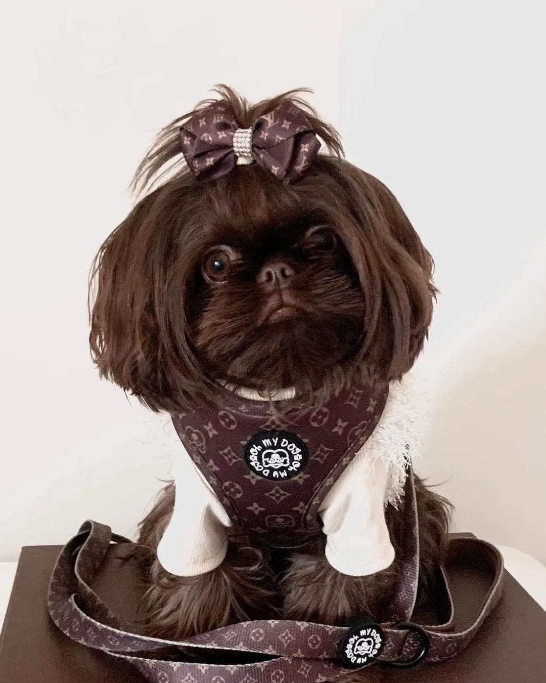 liver colored shih tzu3