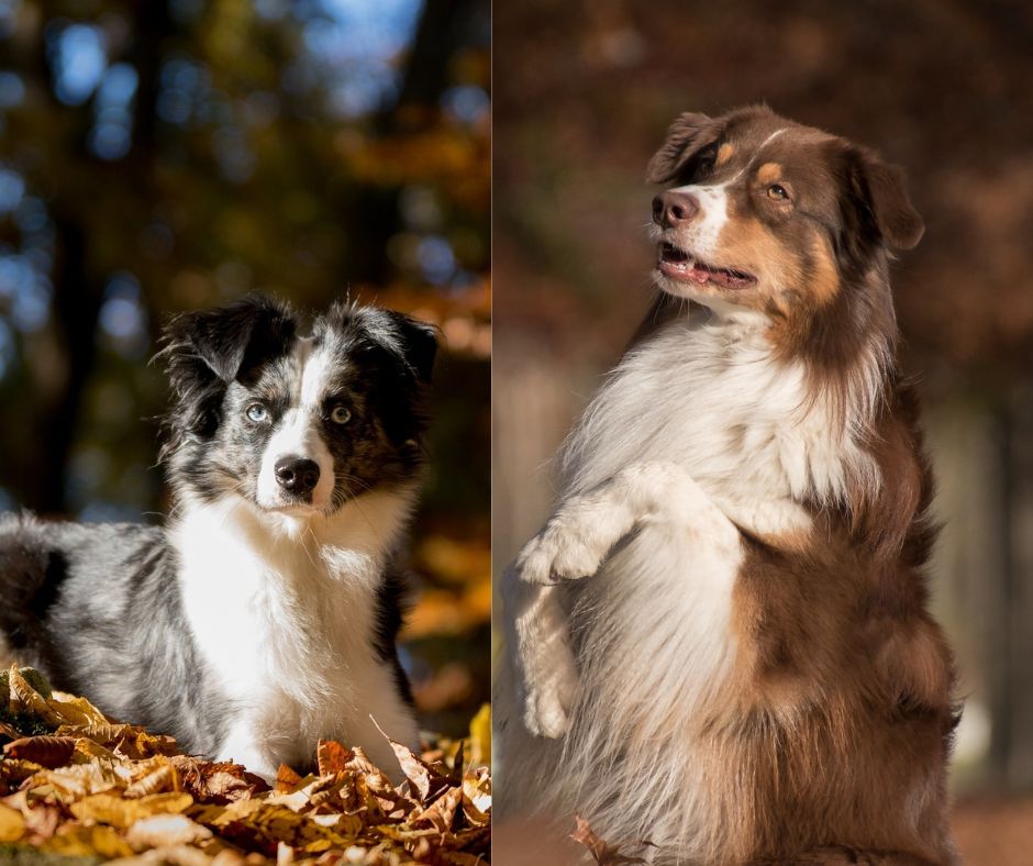 male vs female australian shepherd