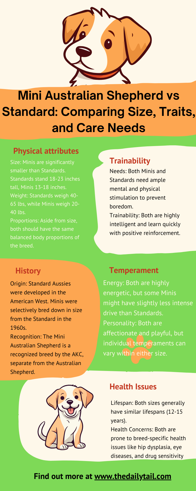 mini australian shepherd vs standard infographic