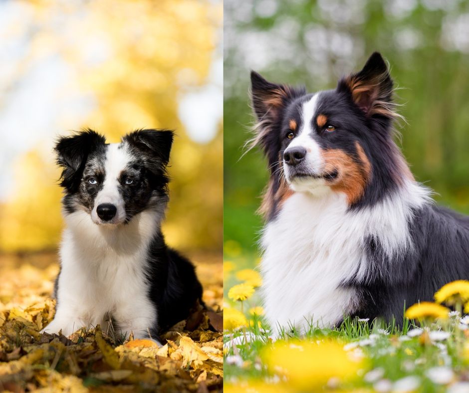 mini australian shepherd vs standard