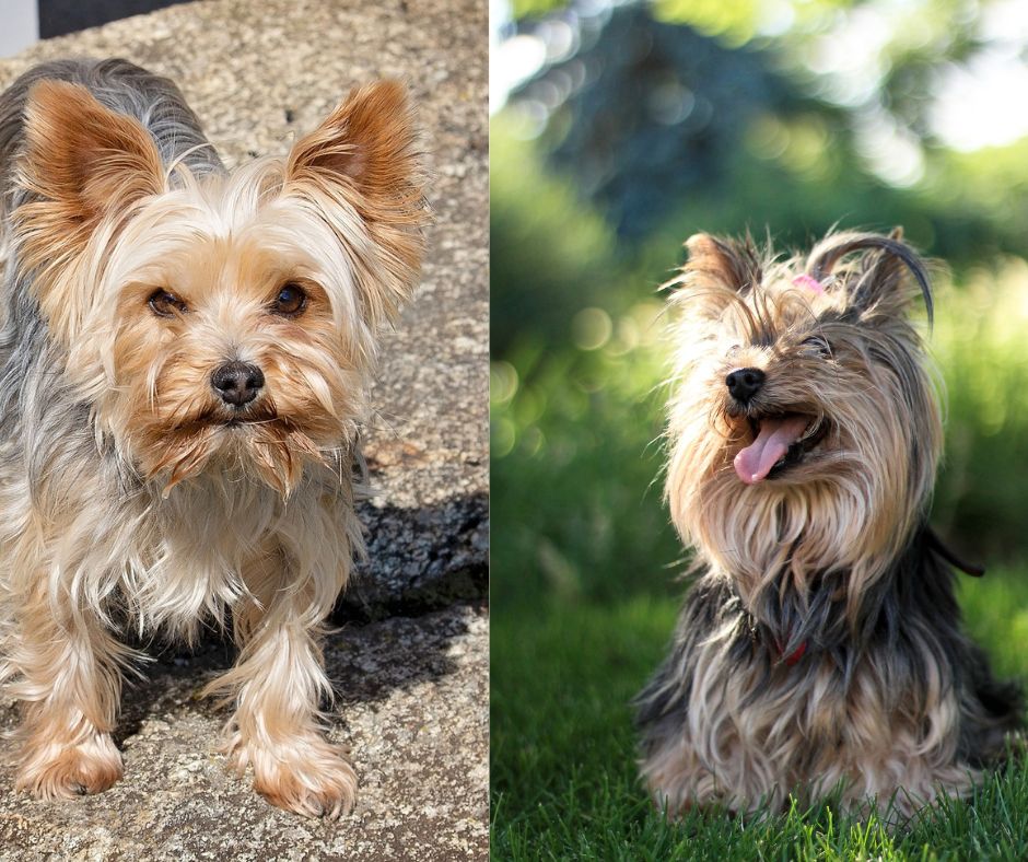 teacup yorkie vs yorkshire terrier