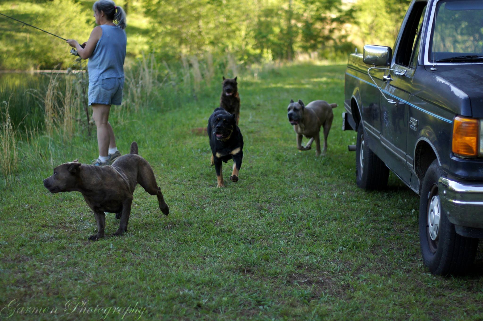 tri color cane corso