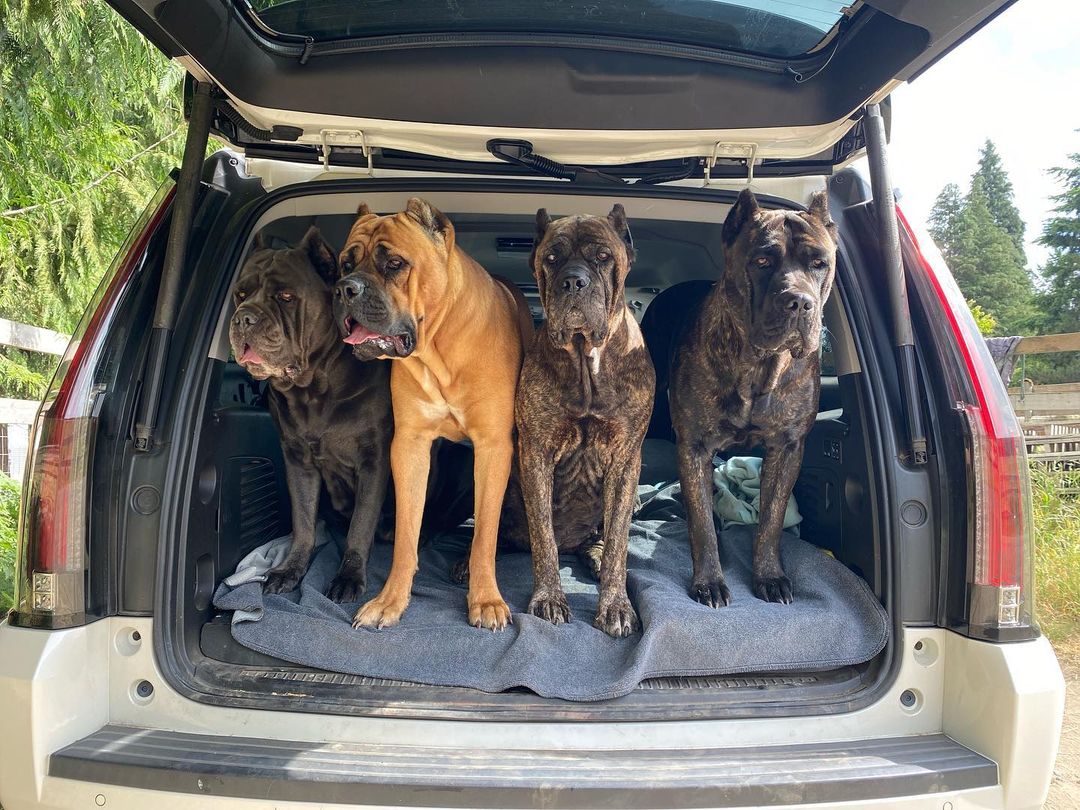 tri color cane corso