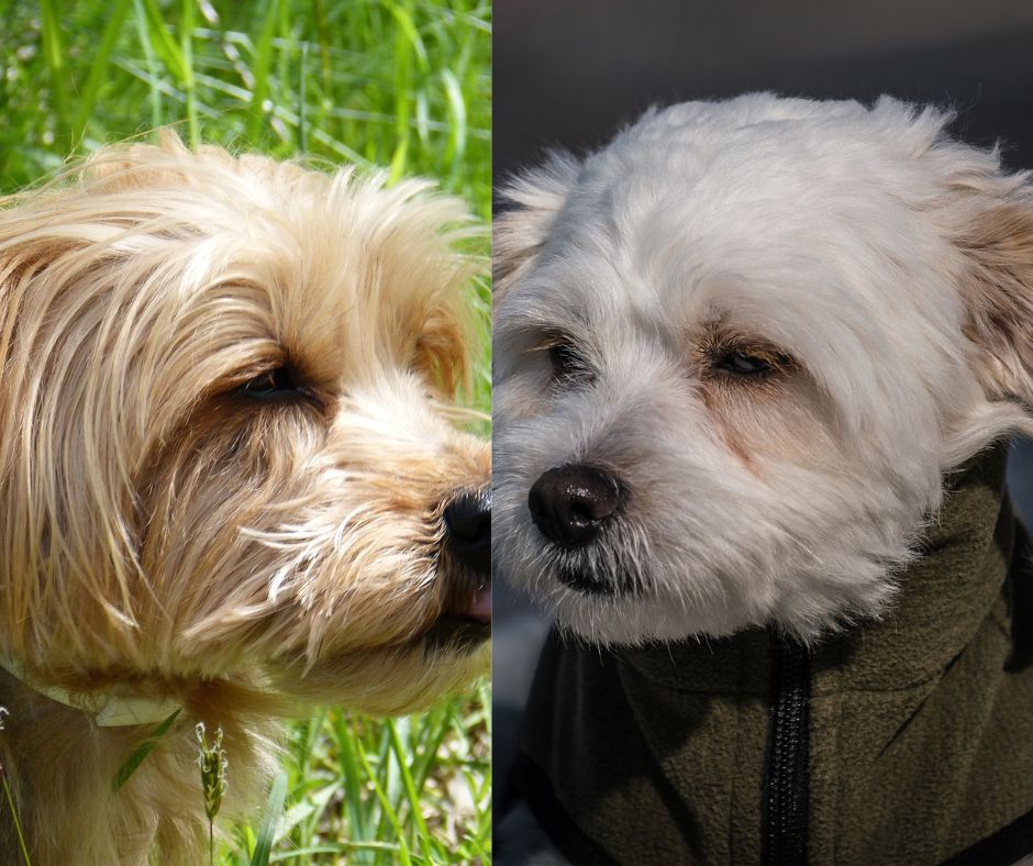 yorkshire terrier vs maltese