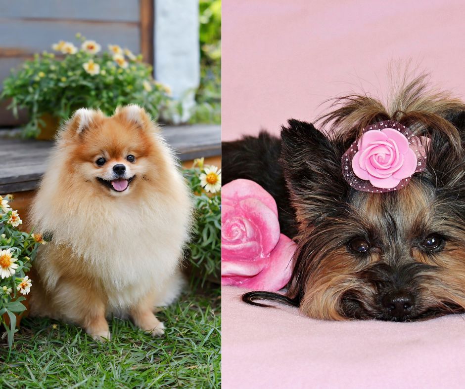 yorkshire terrier vs pomeranian