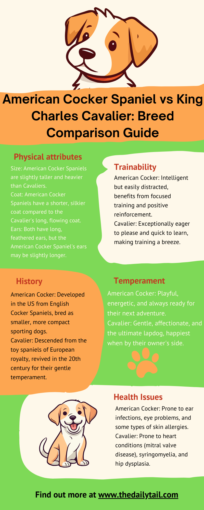 American Cocker Spaniel vs King Charles Cavalier infographic