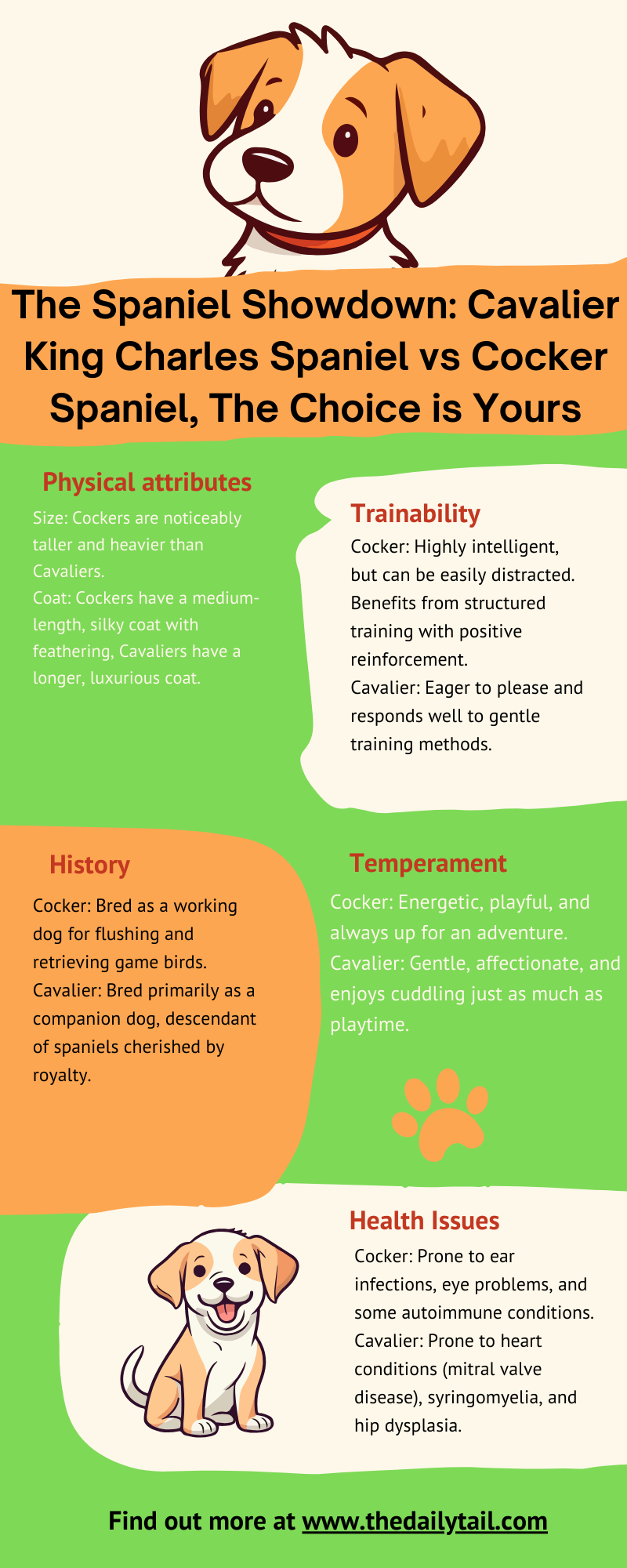 Cavalier King Charles Spaniel vs Cocker Spaniel infographic